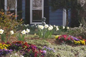 Garden maintained with flower bed, Mulch, daffodils and flowers