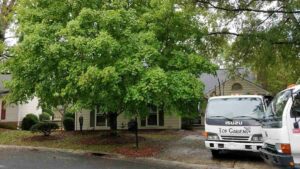 Tree pruning and Garden Maintenance services provided in charlotte