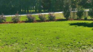 Sod installation and lawn care perform by Top garden Landscaping