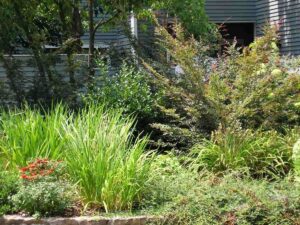 Landscape pruning and spring cleaning
