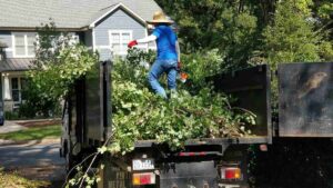 Garden Maintenance and tree pruning in Charlotte