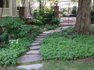 backyard landscaping and pruning