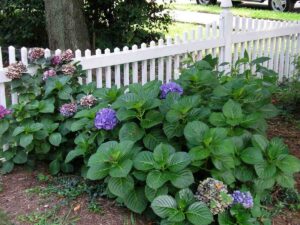 planting shrubs and sods