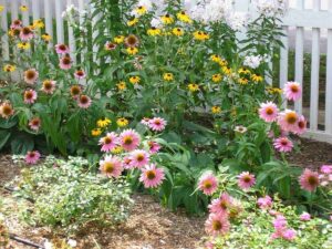 flower bed and planting shrubs