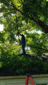 garden maintenance in charlotte backyard