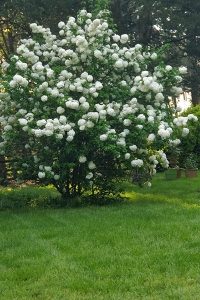 Well cared for garden with lush grass cover and plants