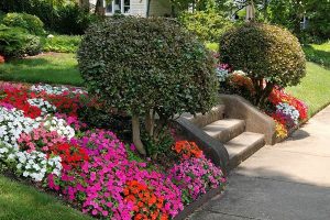 Lawn Maintenence with Low-Growing flower and Shrub