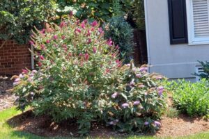 A vibrant perennial flower garden featuring blooming magenta peonies and purple irises, meticulously maintained by a top garden landscaping and lawn care service in Charlotte, NC.