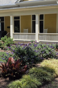 Vibrant purple and pink butterfly bushes blooming in a mulched garden bed with manicured shrubs, maintained by a professional lawn care and top garden landscaping service in Charlotte, NC.