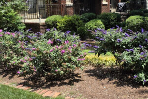 Top garden landscaping in Charlotte, NC, featuring a colorful perennial garden bed with butterfly bushes, brick border edging, and professional lawn care maintenance.