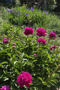 Top garden landscaping in Charlotte, NC, showcasing professional perennial flower care with a lush garden bed of healthy peonies and purple iris flowers.
