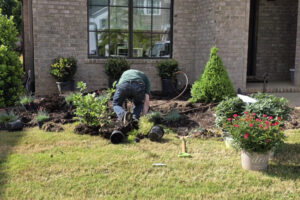 Professional front yard landscape installation and lawn care services in Charlotte, NC, featuring a worker planting potted shrubs and conical evergreens near a brick residential entry.