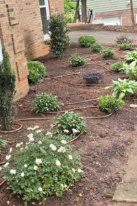 A newly designed perennial garden bed featuring white roses, hostas, and shrubs woven with flexible drip irrigation lines, installed by a top garden landscaping and lawn care service in Charlotte, NC.
