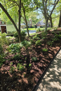 A freshly mulched sloped garden bed with trees and green plants next to a concrete sidewalk, with a Top Gardens landscape truck parked in a Charlotte, NC neighborhood.