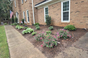 Drip irrigation lines snaking through a freshly mulched garden bed with pink flowers and shrubs along a concrete walkway in Charlotte, NC
