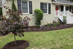 Top garden landscaping project in Charlotte, NC, showcasing dark brown mulch beds, ornamental shrubs, and a small tree in a residential front yard.